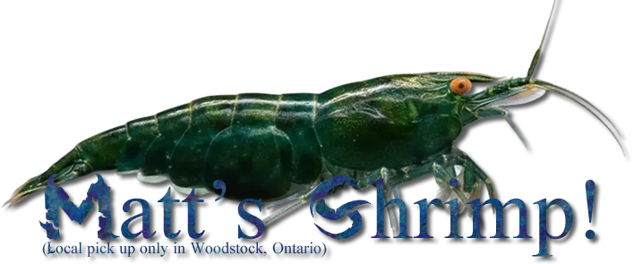 Matt's Shrimp | Local pick up (Woodstock, Ontario.)